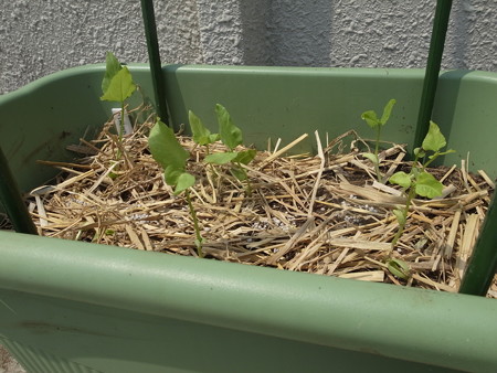 写真: 三尺ささげ