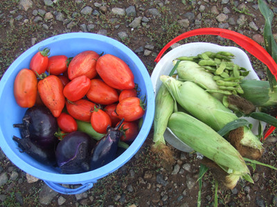 0828きょうの収穫