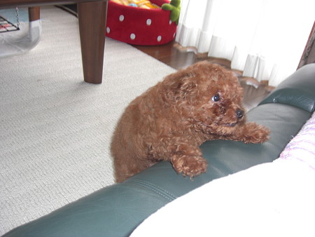 6/30　ソファーにジャンプするチロル2