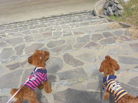 9/28　砂浜に降りるコロチロ