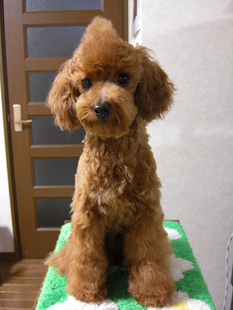 1/21　カット後チロル