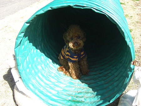 2/21　ドッグランチロル2