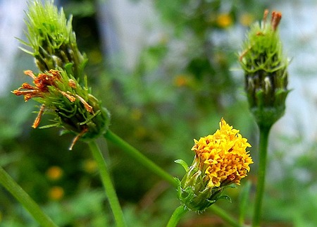 コセンダングサ・11.11.14