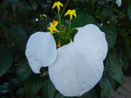 コンロンカ（崑崙花）・12.02.10