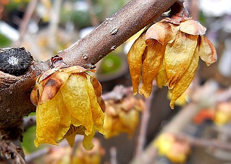 マンゲツロウバイ・12.03.01