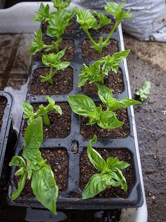 バジルさし苗１