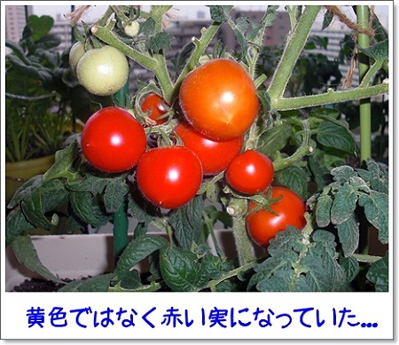 ベランダイエローの真実4