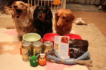 あくびするコ、おもちゃにロックオンなコ