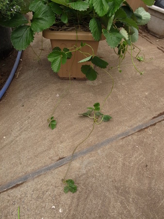 写真: イチゴ子苗取り23