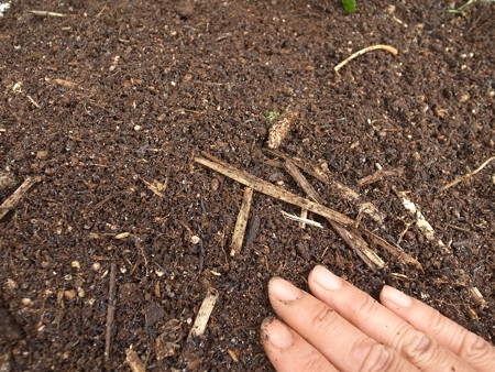 写真: ニンニク植え付け５