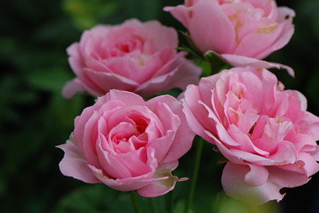 バービーコルダナ