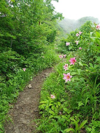 ヒメユリの咲く登山道・飯豊山