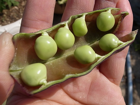 写真: ツタンカーメン７