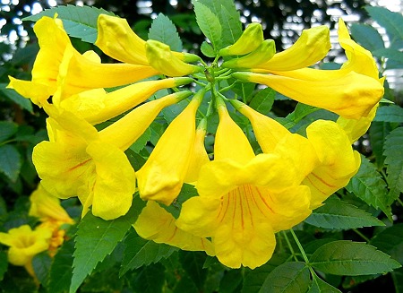 テコマ・キンレイジュ・12.02.10