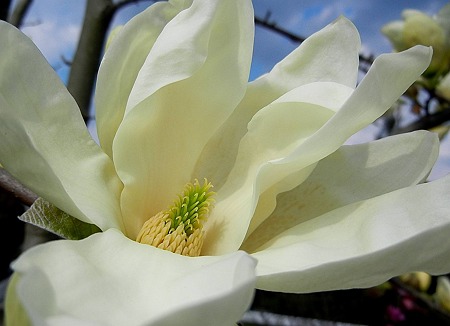 キモクレン（黄木蓮）