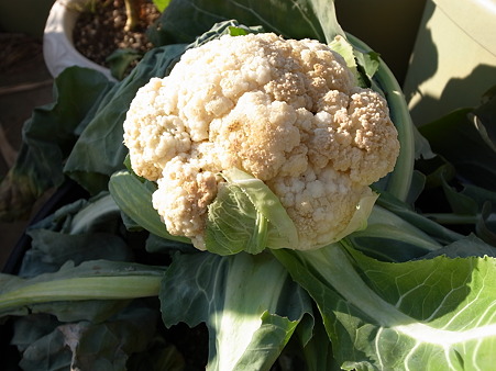 オレンジカリフラワー２