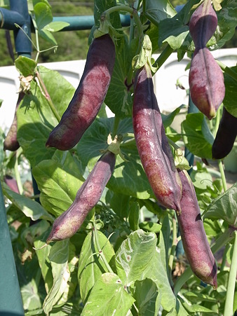 ツタンカーメン４