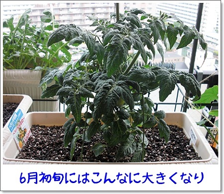 ベランダイエローの真実2