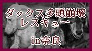奈良のダックス多頭飼い崩壊