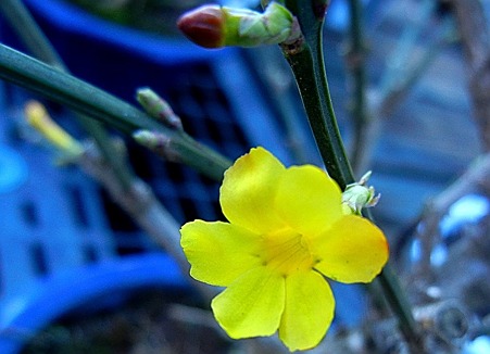 オウバイ・12.02.15