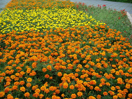 マリーゴールド・F