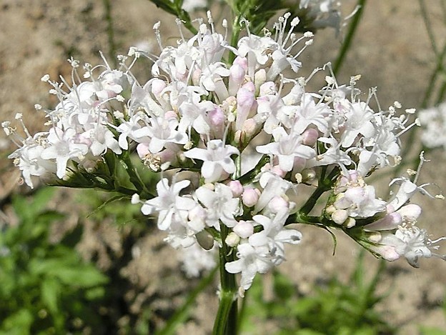 セイヨウカノコソウ・B