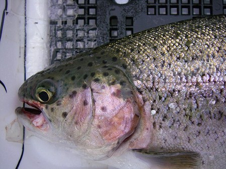 フラットクラピーにて