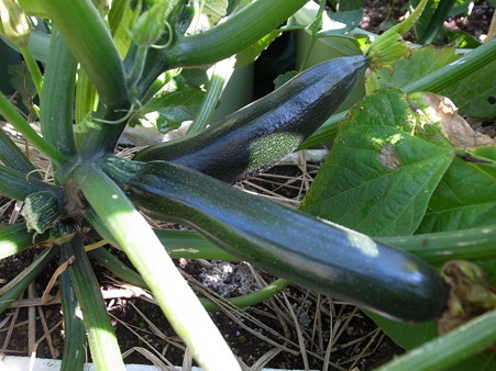 写真: ズッキーニ