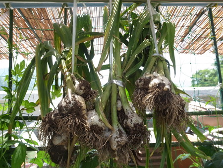 写真: にんにく干し方１