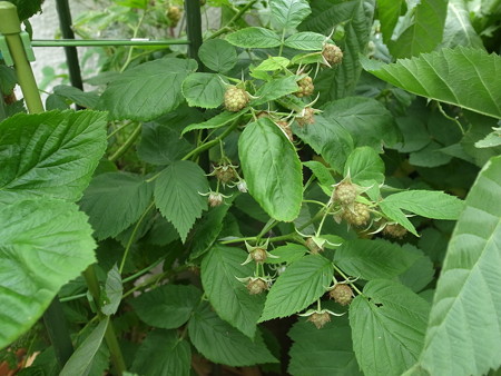 写真: ラズベリー５