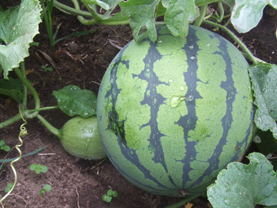 0802スイカ２番果とメロン３