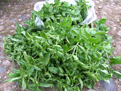 0823バジル収穫