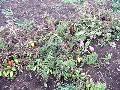 1102撤収したトマトナス