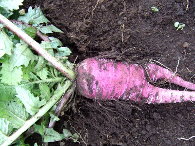 1102ミラノ大根収穫