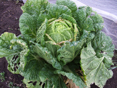 1102ハクサイ第２