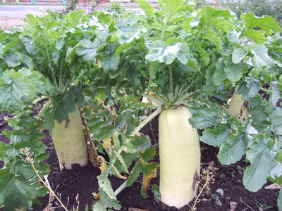 1102ダイコン第２