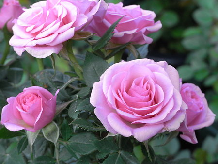 ミニバラ　ホープ