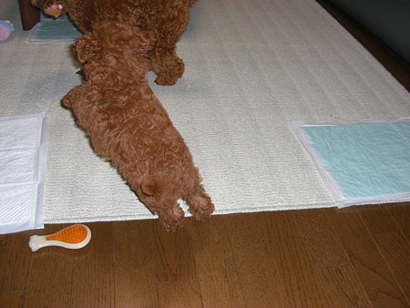 ジャンピングチロル