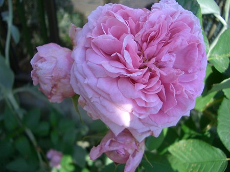 コンテ・ドゥ・シャンポール