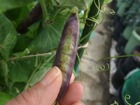 写真: ツタンカーメン11