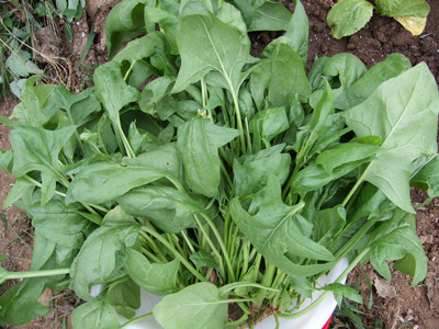 0823ホウレンソウ収穫