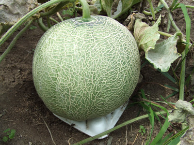 0823ネットメロン