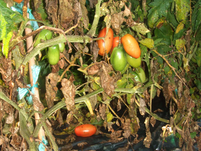 0828サンマルツァーノ