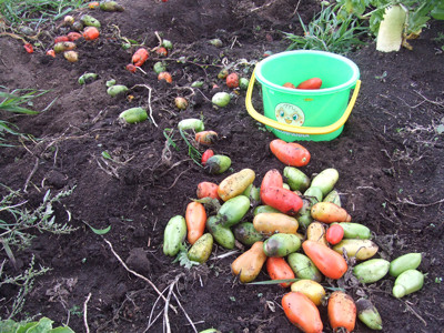 1102トマト撤収後