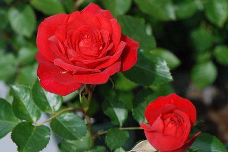 マースランド２輪2014.5.14