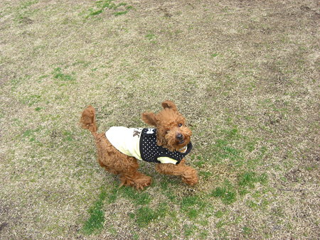 2/1　ドッグランチロル3