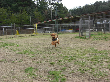 2/1　ドッグランチロル