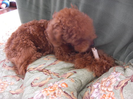 2/26　ご褒美チロル