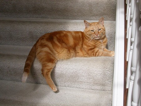 日向ぼっこ　にゃに？