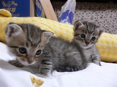 ishimatsu&mie-chibi1